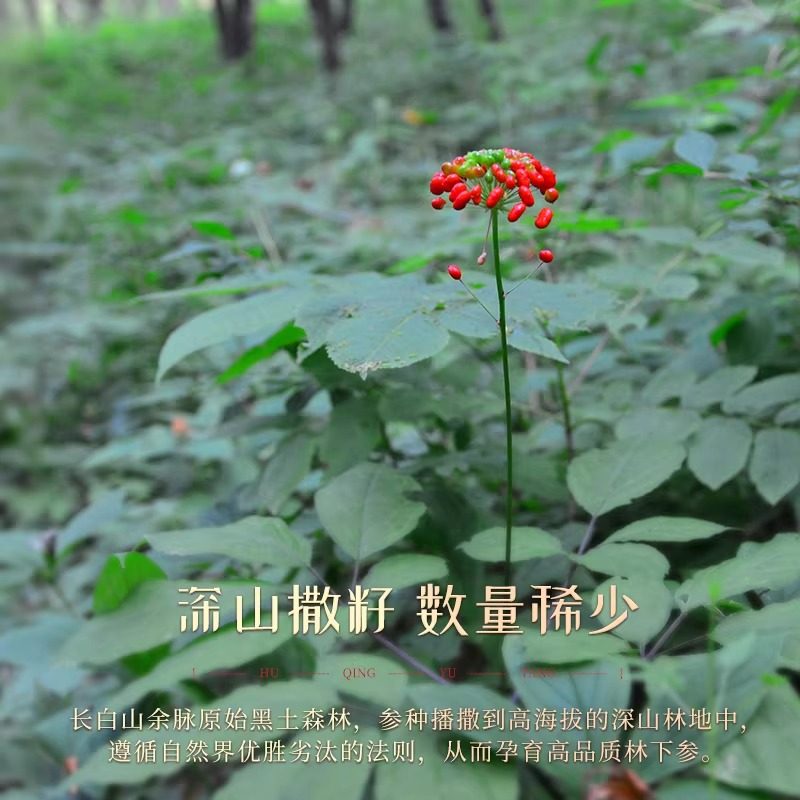 胡庆余堂林下山参（籽海）